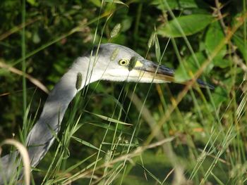 Gray heron amidst plants
