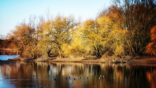 Swan swimming in lake against trees during autumn