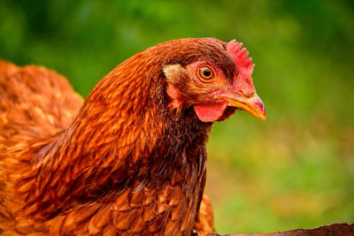 Close-up of a hen against blurred background