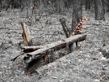 High angle view of bonfire on field in forest