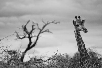 Portrait of giraffe on field against sky