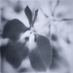 Close-up of plant against blurred background