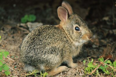 Close-up of a rabbit looking away on field