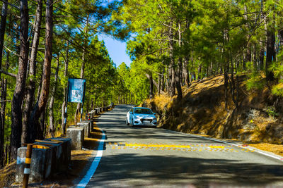 Road amidst trees in forest