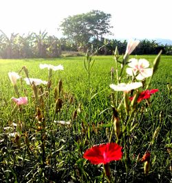 Close-up of flowers growing in field