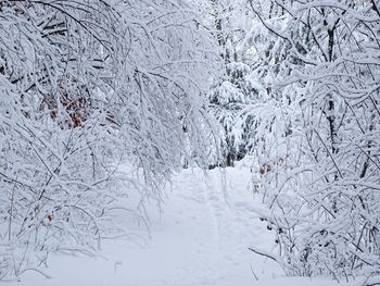 Snow covered landscape