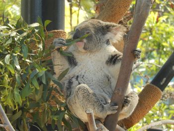 View of an animal in zoo