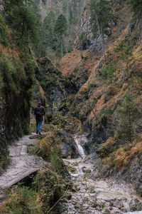 Rear view of people walking on street amidst trees in forest