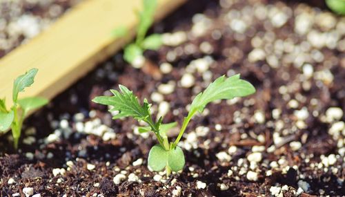 Close-up of young plant