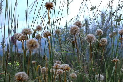 Close-up of flowering plants on field