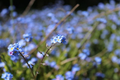 Close-up of insect on purple flowering plant