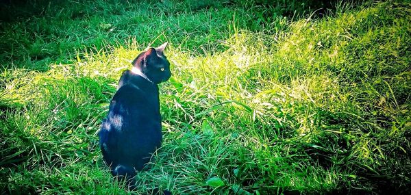 View of grassy field