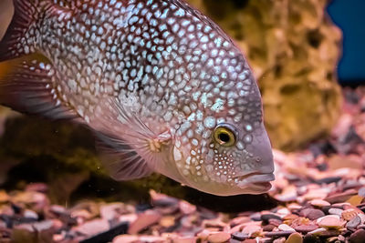 Close-up of fish swimming in sea