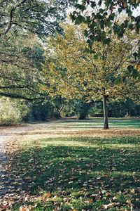 Trees in park during autumn