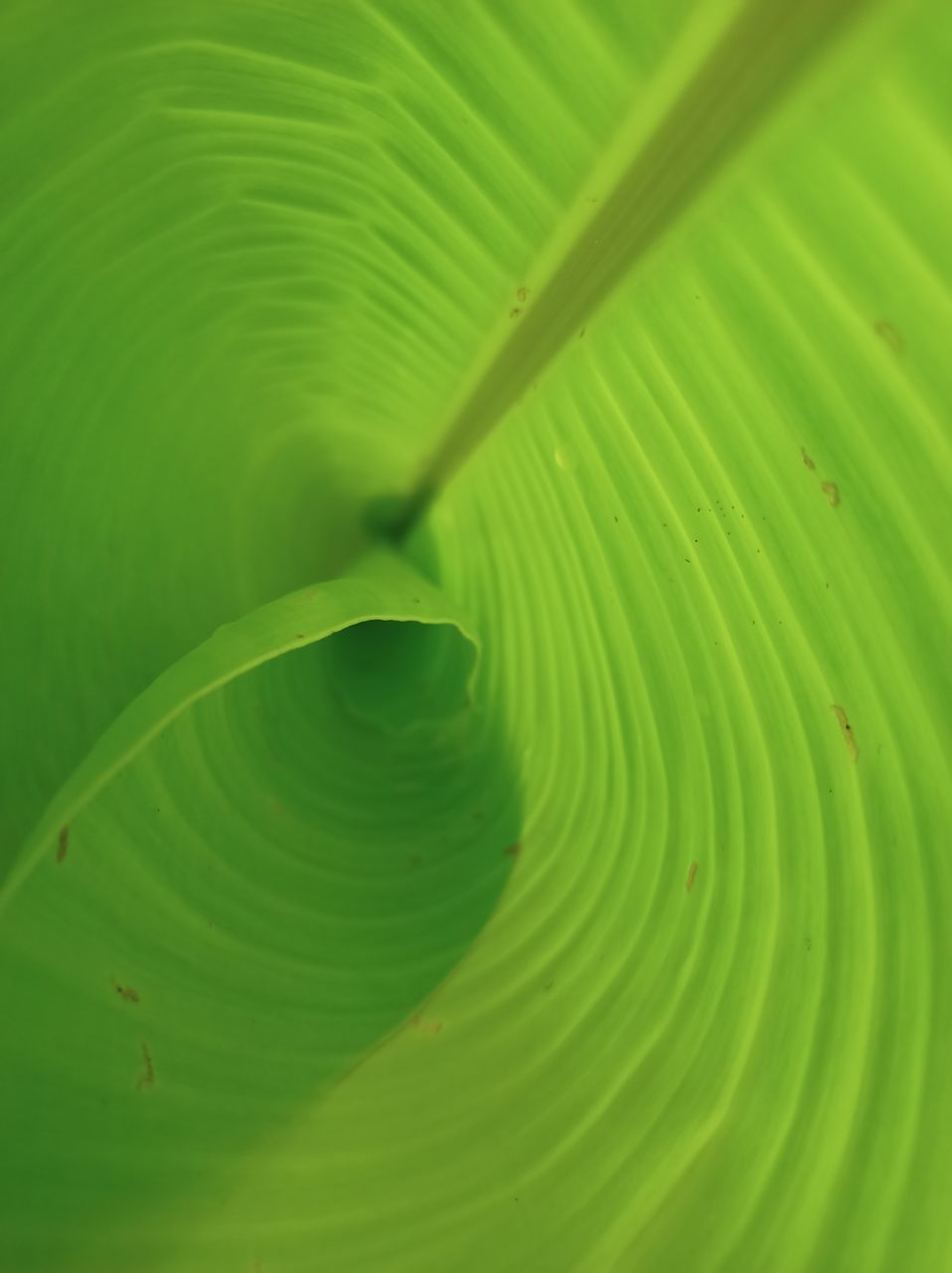 FULL FRAME SHOT OF GREEN LEAF WITH WATER