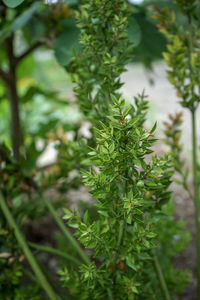 High angle view of plant growing on field