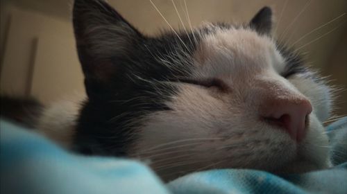 Close-up of cat relaxing at home