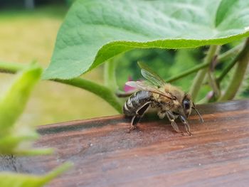 Close-up of insect on wood