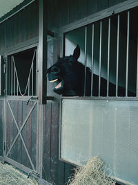 animal