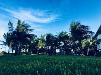 Palm trees on field against blue sky