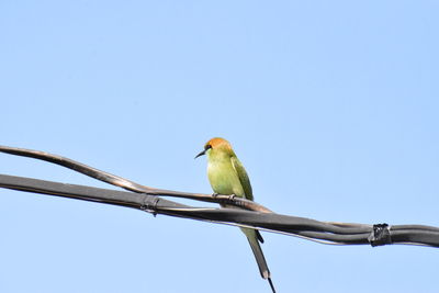 Low angle view of bird perching on cable against sky