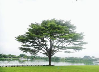 Tree by lake against sky