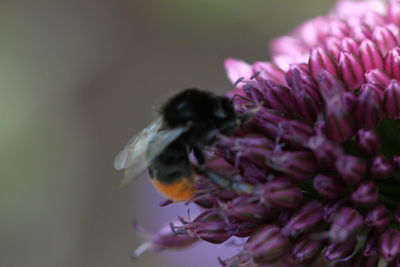 Close-up of insect on purple flower