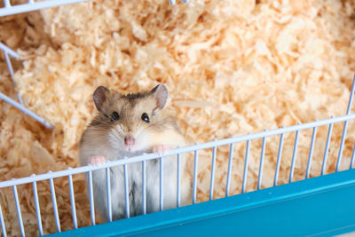 Portrait of a cat in cage