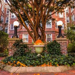 Potted plants and street light by building in city