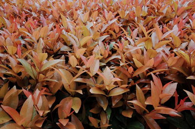 Full frame shot of flowering plants during autumn