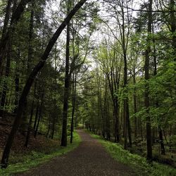 Empty road amidst trees against sky at forest