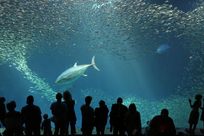 Fish swimming in sea