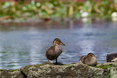 Close-up of mallard ducklings on rock against lake