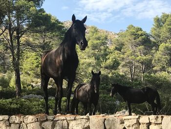 Horses standing on field against trees