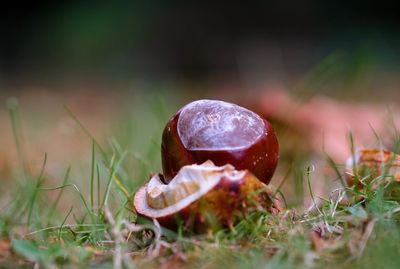 Close-up of chestnut on field