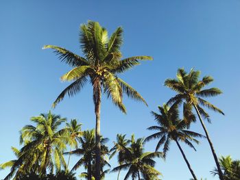 Low angle view of palm tree against clear blue sky