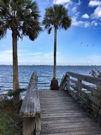 Palm trees at beach against sky