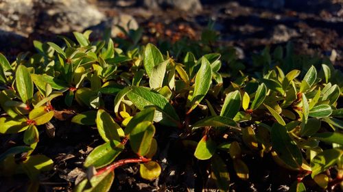 Close-up of fresh green plants