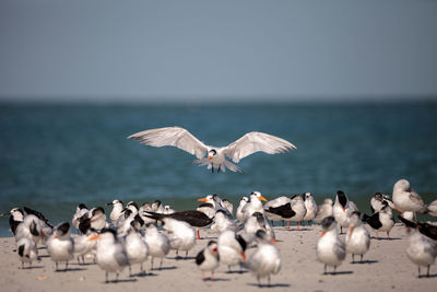 Royal tern thalasseus maximus shorebird among a large flock of terns, including black skimmer terns