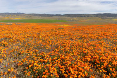Scenic view of field against orange sky