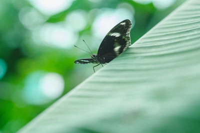 Close-up of butterfly on leaf