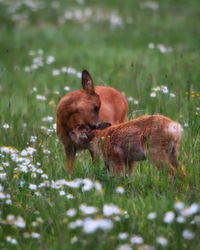 Roe deers in a field