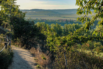 Road amidst plants and trees against sky