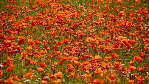 Full frame shot of flowering plants on field