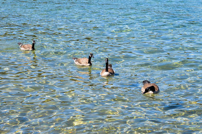 High angle view of ducks swimming in lake