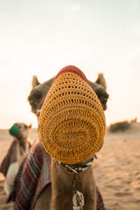 Close-up of camel with covered mouth