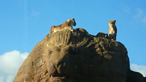 Low angle view of perching on rock against sky