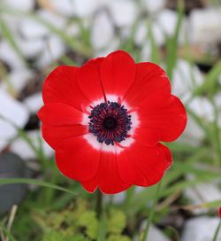 Close-up of red flower blooming outdoors