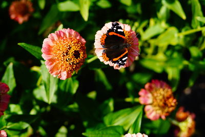 Close-up of butterfly pollinating on flower