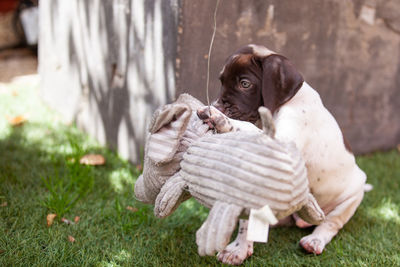 Little puppy of the french pointing dog breed playing with his big elephant toy